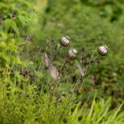 Poppy Seed Head Stake - Large Seed Head -Garden & Outdoors pr2000046971 card10 lg
