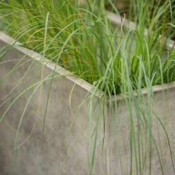 Rectangular Terrace Planter - Weathered Cream -Garden & Outdoors pr2000048714 card6 lg