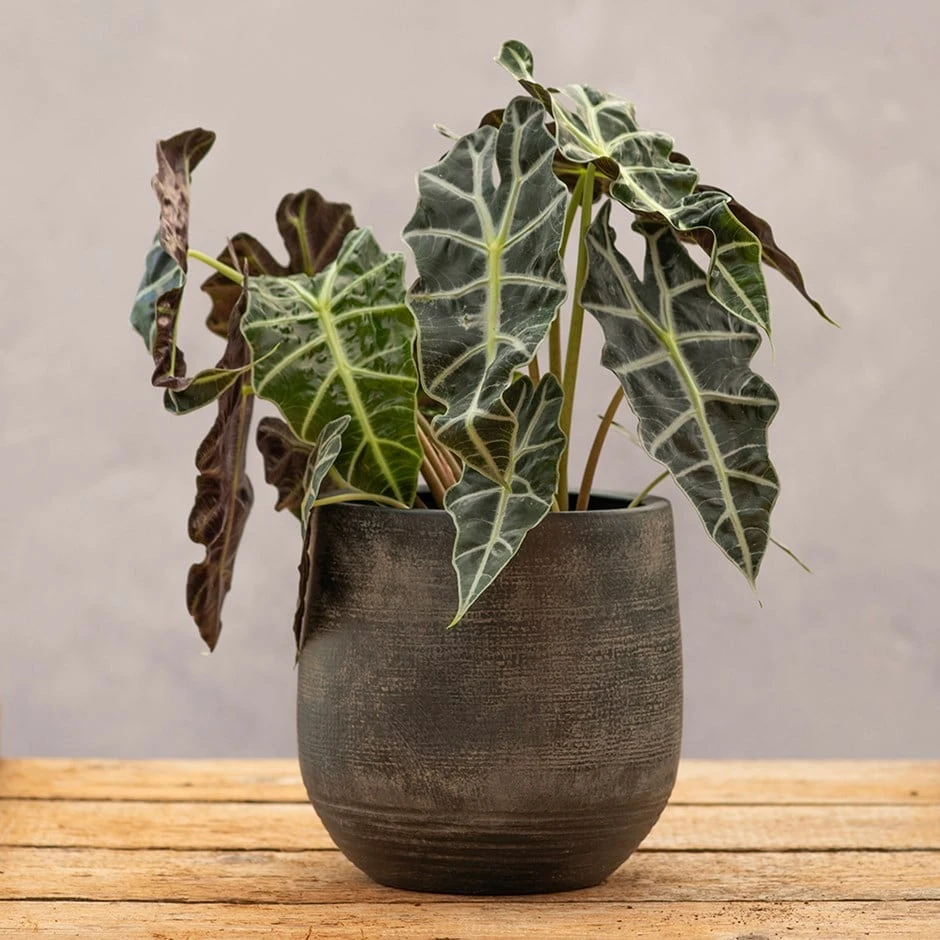 Textured Rustic Terracotta Plant Pot - Dark Brown 1 Textured Rustic Terracotta Plant Pot - Dark Brown