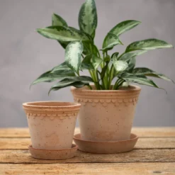 Scalloped Tapered Plant Pot With Saucer - Terracotta -Garden & Outdoors pr2000049052 card3 lg